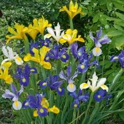 WILLEMSE FRANCE - 50 iris de hollande en mélange - le sachet de 50 bulbes / circonférence 6-7cm, vendu par lot de 6