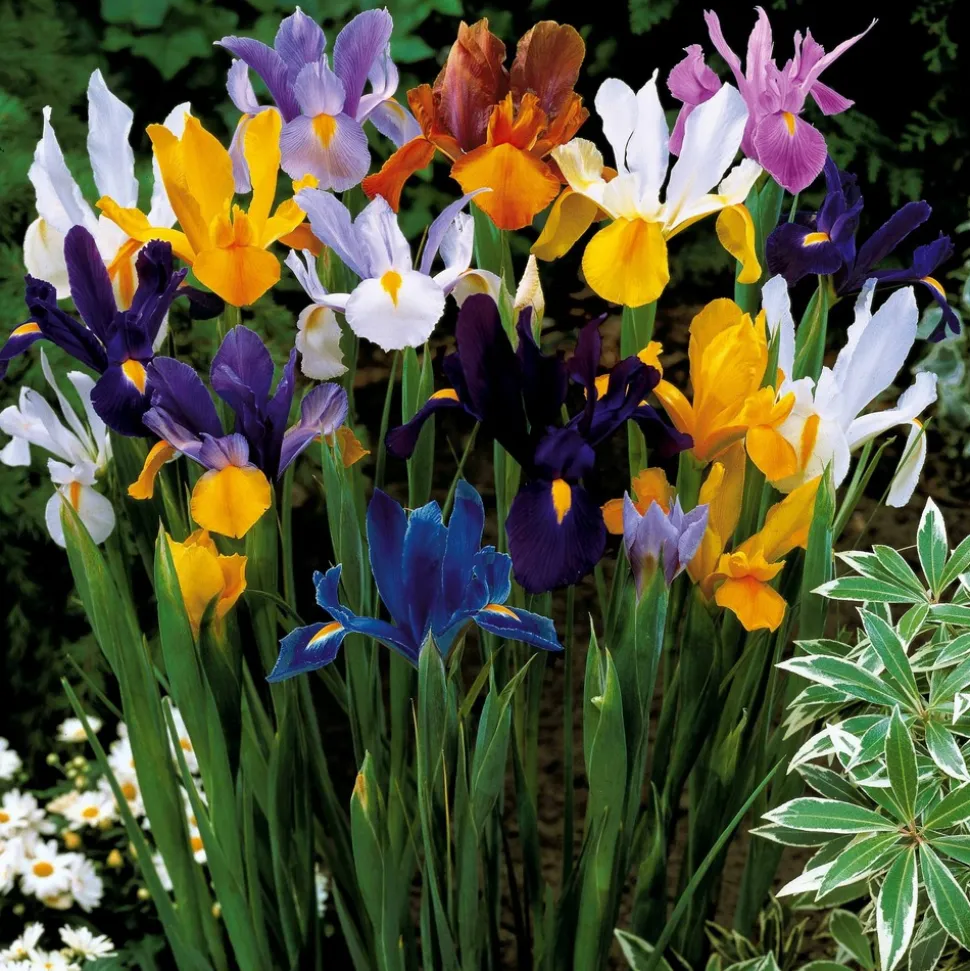 WILLEMSE FRANCE - 50 iris de hollande en mélange - le sachet de 50 bulbes / circonférence 6-7cm, vendu par lot de 6