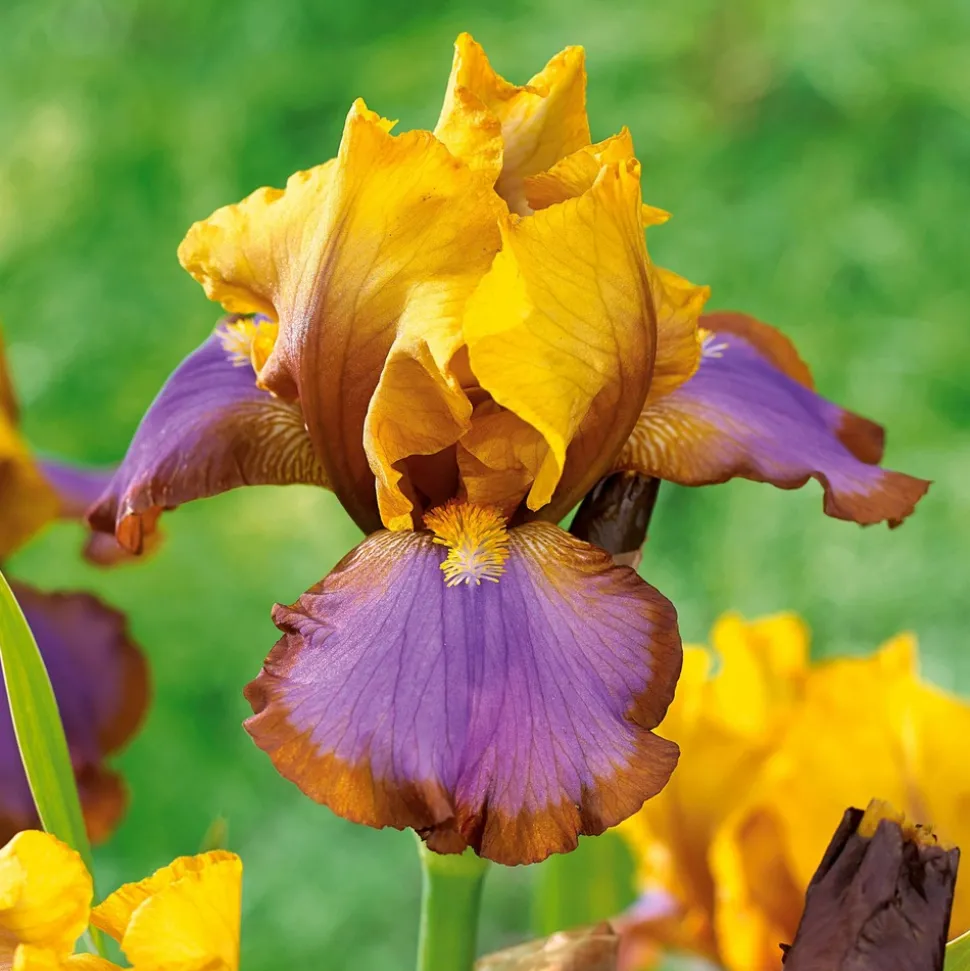 WILLEMSE FRANCE - 2 iris de jardin lasso marron - le paquet de 2 racines nues, vendu par lot de 2