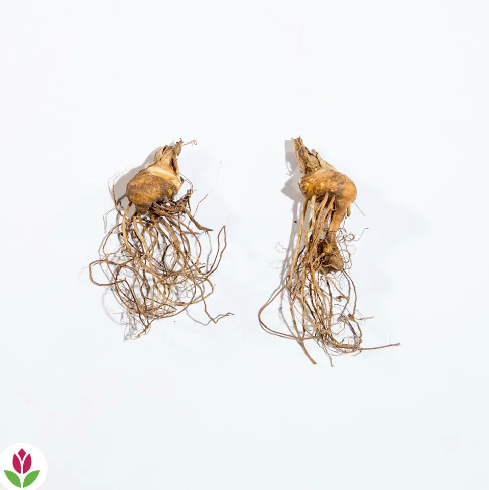 WILLEMSE FRANCE - 2 iris de jardin lasso marron - le paquet de 2 racines nues, vendu par lot de 2