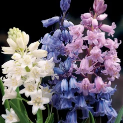 WILLEMSE FRANCE - 5 jacinthes des bois en mélange - le sachet de 5 bulbes / circonférence 8cm+, vendu par lot de 2