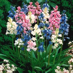 WILLEMSE FRANCE - 5 jacinthes des bois en mélange - le sachet de 5 bulbes / circonférence 8cm+, vendu par lot de 4