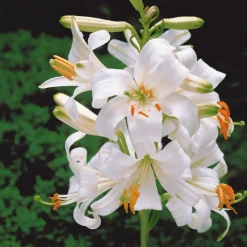 WILLEMSE FRANCE - 2 lis de la madone - le sachet de 2 bulbes / circonférence 20cm+, vendu par lot de 2