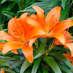 WILLEMSE FRANCE - 3 lis orange - le sachet de 3 bulbes / circonférence 12-14cm, vendu par lot de 6