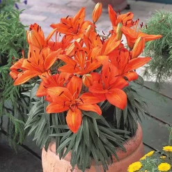 WILLEMSE FRANCE - 3 lis orange - le sachet de 3 bulbes / circonférence 12-14cm, vendu par lot de 6