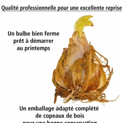 WILLEMSE FRANCE - 4 lis ot en mélange - le sachet de 4 bulbes / circonférence 12-14cm, vendu par lot de 2