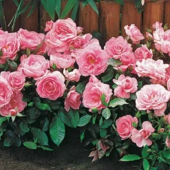 WILLEMSE FRANCE - 3 mini-rosiers randilla rose - le paquet de 3 racines nues / 3 branches