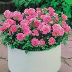 WILLEMSE FRANCE - 3 mini-rosiers randilla rose - le paquet de 3 racines nues / 3 branches