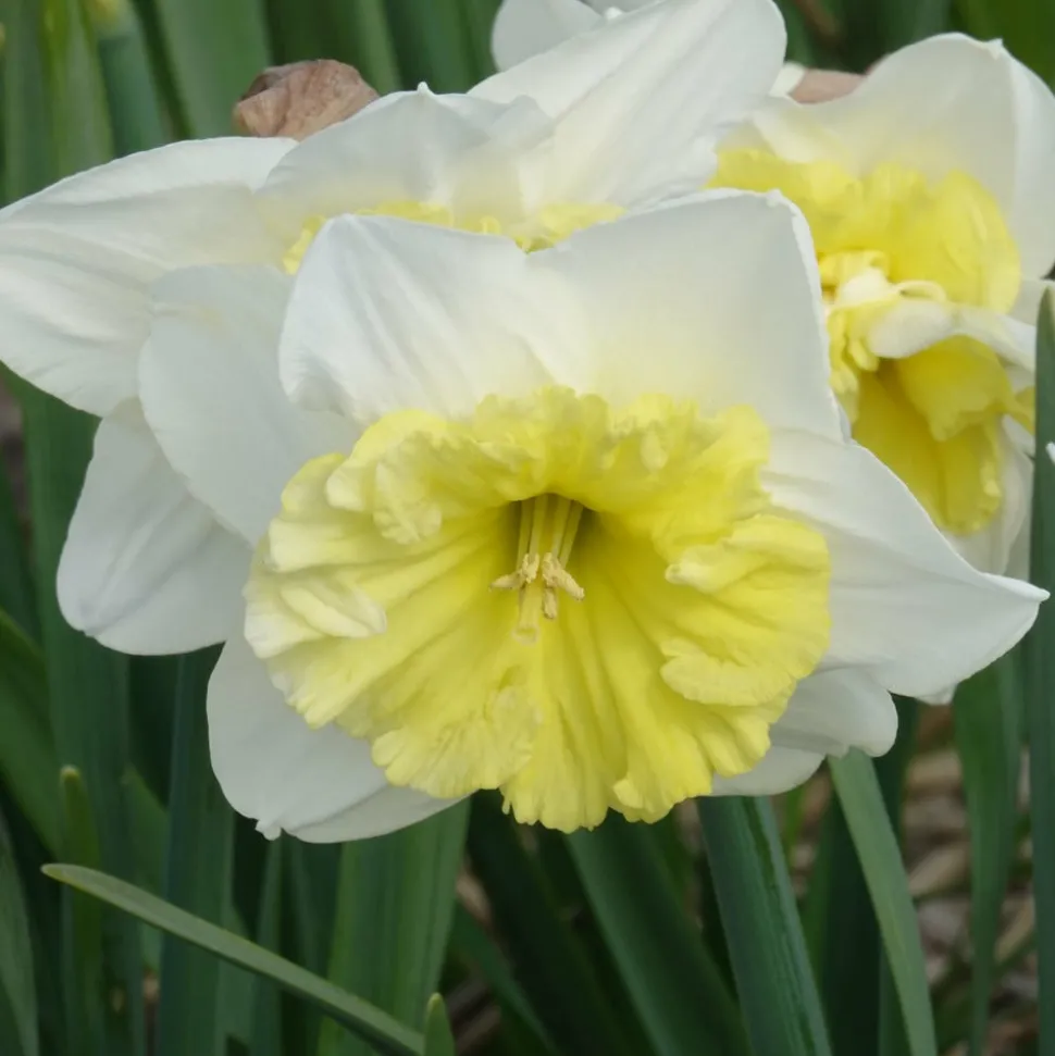 WILLEMSE FRANCE - 5 narcisses à grande couronne ice follies - le sachet de 5 bulbes / circonférence 14-16cm, vendu par lot de 2