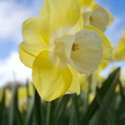 WILLEMSE FRANCE - 7 narcisses à grande couronne avalon - le sachet de 7 bulbes / circonférence 14-16cm, vendu par lot de 2