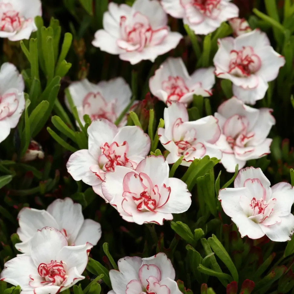 WILLEMSE FRANCE - 5 oxalis double pink wonder - le sachet de 5 bulbes / calibre i, vendu par lot de 2