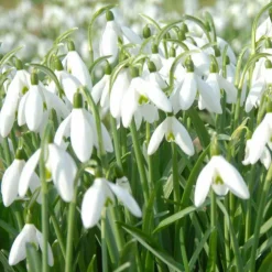 WILLEMSE FRANCE - 25 perce-neige simples - le sachet de 25 bulbes / circonférence 4-5cm, vendu par lot de 4