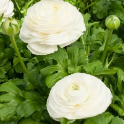 WILLEMSE FRANCE - 10 renoncules blanches - le sachet de 10 bulbes / circonférence 6-7cm., vendu par lot de 2