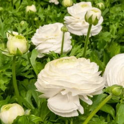 WILLEMSE FRANCE - 10 renoncules blanches - le sachet de 10 bulbes / circonférence 6-7cm., vendu par lot de 2