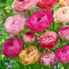 WILLEMSE FRANCE - 15 renoncules à fleurs doubles peony blend en mélange - le sachet de 15 bulbes / circonférence 8cm+, vendu par lot de 6