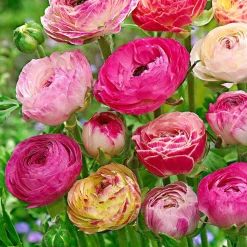 WILLEMSE FRANCE - 15 renoncules à fleurs doubles peony blend en mélange - le sachet de 15 bulbes / circonférence 8cm+, vendu par lot de 6