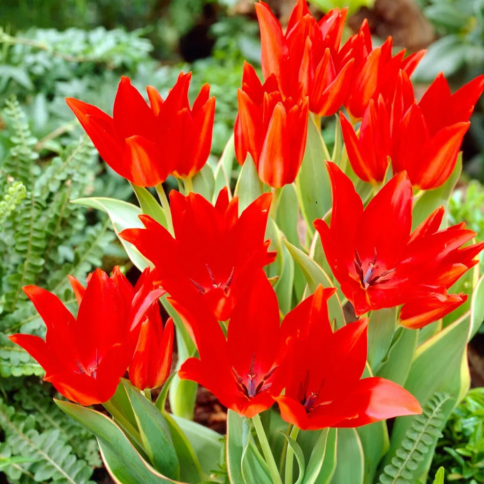 WILLEMSE FRANCE - 10 tulipe praestans bloemenlust - le sachet de 10 bulbes / circonférence 10-11cm, vendu par lot de 4