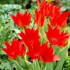 WILLEMSE FRANCE - 10 tulipe praestans bloemenlust - le sachet de 10 bulbes / circonférence 10-11cm, vendu par lot de 2