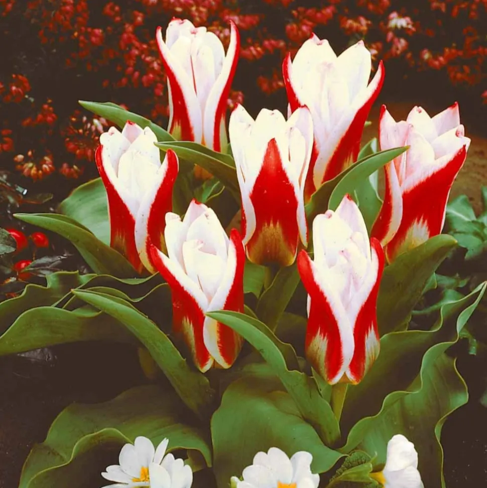 WILLEMSE FRANCE - 10 tulipes botaniques the first - le sachet de 10 bulbes / circonférence 11-12cm, vendu par lot de 2