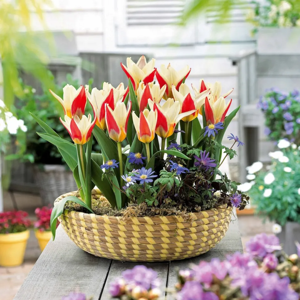 WILLEMSE FRANCE - 10 tulipes botaniques the first - le sachet de 10 bulbes / circonférence 11-12cm, vendu par lot de 2
