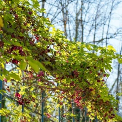 WILLEMSE FRANCE - Akébia à cinq feuilles - le pot / 1l / hauteur livrée 30-40cm
