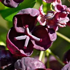 WILLEMSE FRANCE - Akébia à cinq feuilles - le pot / 1l / hauteur livrée 30-40cm