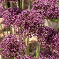 WILLEMSE FRANCE - Alliums miami - le sachet de 5 bulbes / circonference 10-12cm, vendu par lot de 4