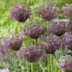 WILLEMSE FRANCE - Alliums miami - le sachet de 5 bulbes / circonference 10-12cm, vendu par lot de 4