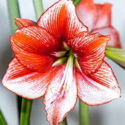 WILLEMSE FRANCE - Amaryllis showmaster - le sachet de 1 bulbe / circonference 24-26cm