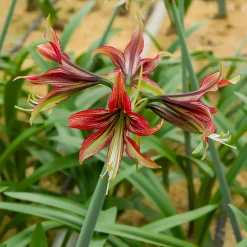 WILLEMSE FRANCE - Amaryllis mystica - le sachet de 1 bulbe