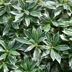 WILLEMSE FRANCE - Andromède du japon ralto rose® - pieris - le godet / ø 9cm