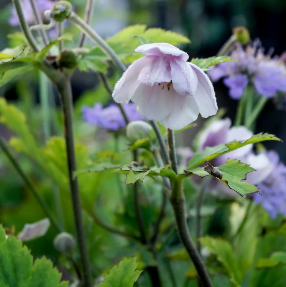 WILLEMSE FRANCE - Anémone du japon ruffled swan - le pot / ø 9cm, vendu par lot de 2