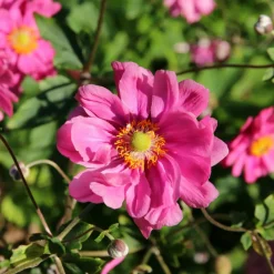 WILLEMSE FRANCE - Anémone du japon margarete - le pot / ø 9cm, vendu par lot de 2