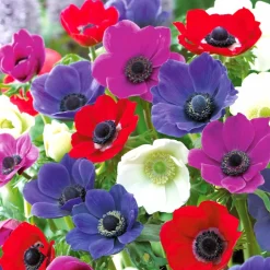 WILLEMSE FRANCE - Anémones de caen en mélange - le sachet de 50 bulbes / circonférence 6-7cm, vendu par lot de 2