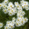 WILLEMSE FRANCE - Aster d'automne blancs - le pot / ø 9cm, vendu par lot de 2