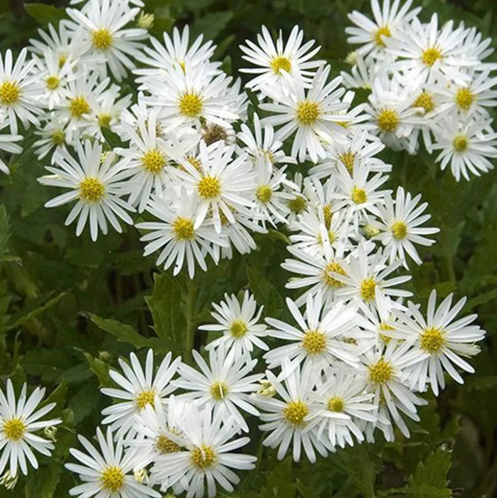 WILLEMSE FRANCE - Aster d'automne blancs - le pot / ø 9cm, vendu par lot de 2