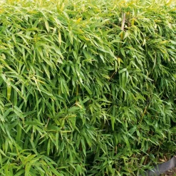 WILLEMSE FRANCE - Bambou de haie non-traçant - le pot / ø 9cm, vendu par lot de 6