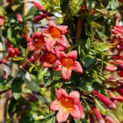 WILLEMSE FRANCE - Bignone à vrilles tangerine beauty - le pot / 1,5l / hauteur livrée 20-60cm