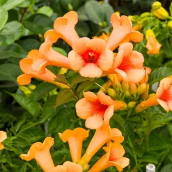 WILLEMSE FRANCE - Bignone indian summer® - le pot / 2l / hauteur livrée 80-100cm