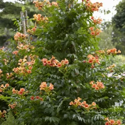 WILLEMSE FRANCE - Bignone indian summer® - le pot / 2l / hauteur livrée 80-100cm