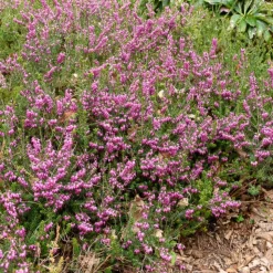 WILLEMSE FRANCE - Bruyère d'hiver furzey - le pot / 8cm / hauteur livrée environ 10cm, vendu par lot de 2