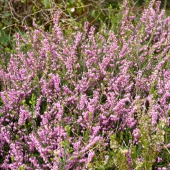 WILLEMSE FRANCE - Bruyère d'hiver furzey - le pot / 8cm / hauteur livrée environ 10cm, vendu par lot de 2