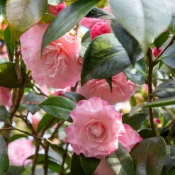 WILLEMSE FRANCE - Camélia du japon nuccio's pearl - le pot / ø 9cm / hauteur livrée 15-20cm