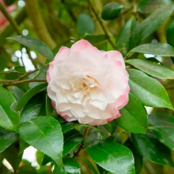 WILLEMSE FRANCE - Camélia du japon nuccio's pearl - le pot / ø 9cm / hauteur livrée 15-20cm