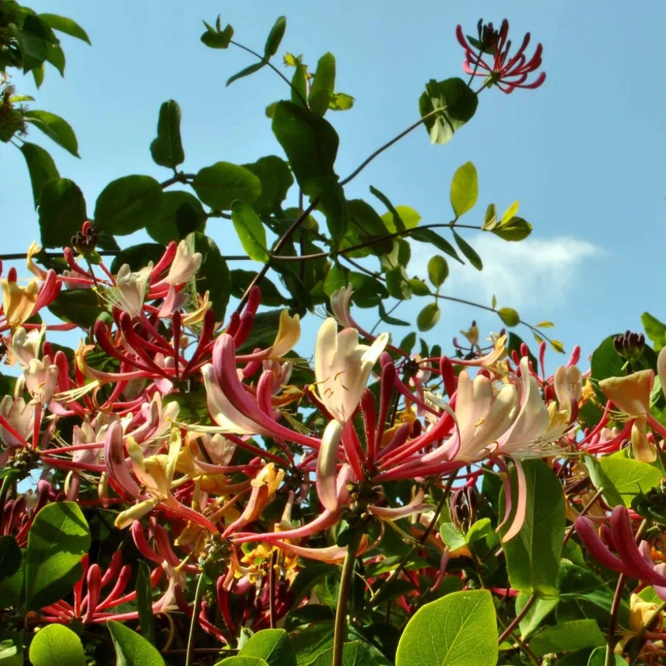 WILLEMSE FRANCE - Chèvrefeuille des bois serotina - le pot / ø 9cm, vendu par lot de 2