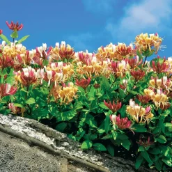 WILLEMSE FRANCE - Chèvrefeuille des bois serotina - le pot / ø 9cm, vendu par lot de 2