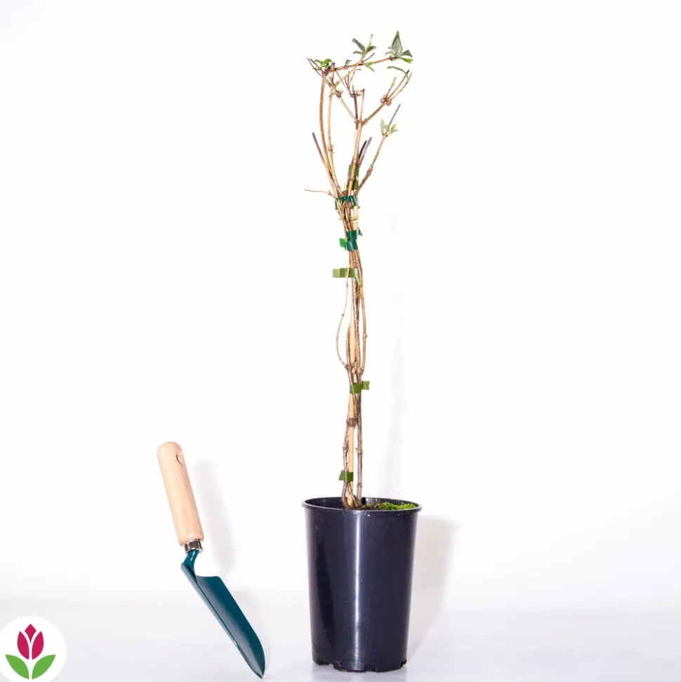 WILLEMSE FRANCE - Chèvrefeuille des bois serotina - le pot / ø 9cm, vendu par lot de 2