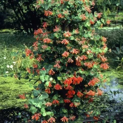 WILLEMSE FRANCE - Chèvrefeuille grimpant dropmore scarlet - le pot / ø 9cm