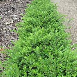 WILLEMSE FRANCE - Chèvrefeuille à feuilles de buis maigruen - le pot / 1.5l / hauteur livrée 30-40cm, vendu par lot de 2