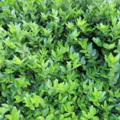 WILLEMSE FRANCE - Chèvrefeuille à feuilles de buis maigruen - le pot / 1.5l / hauteur livrée 30-40cm, vendu par lot de 2